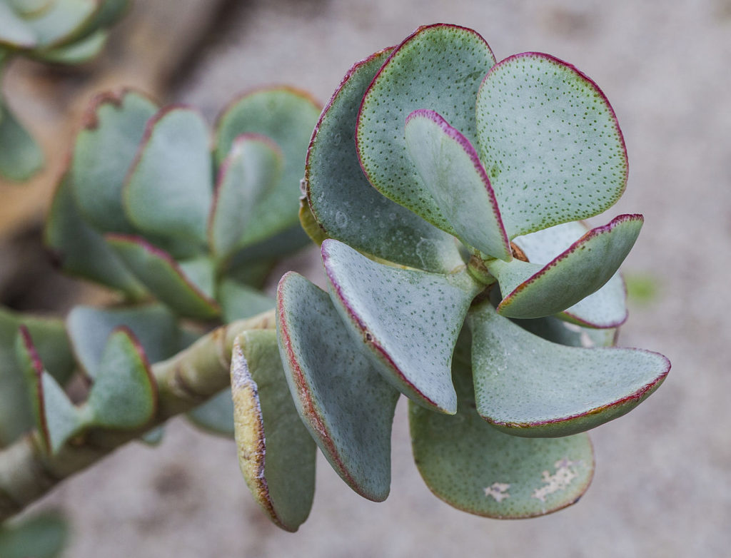 Flor de Jade Saiba Tudo Sobre Essa Suculenta