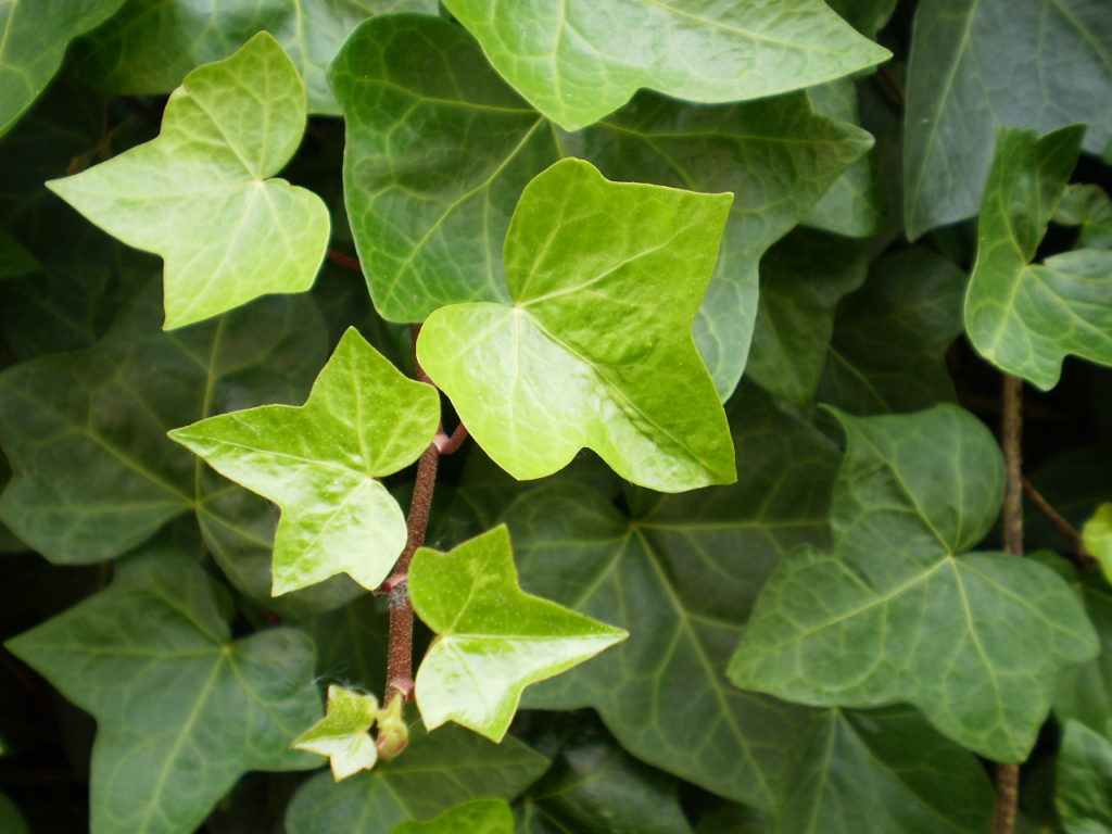 Hedera Helix: Saiba Tudo Sobre Essa Planta