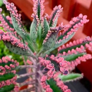 Kalanchoe Pink Butterfly Um Guia Completo