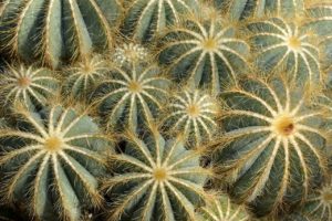 Parodia Magnifica Um Guia Completo Deste Cacto