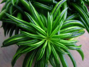 Peperomia Ferreyrae Um Guia Completo