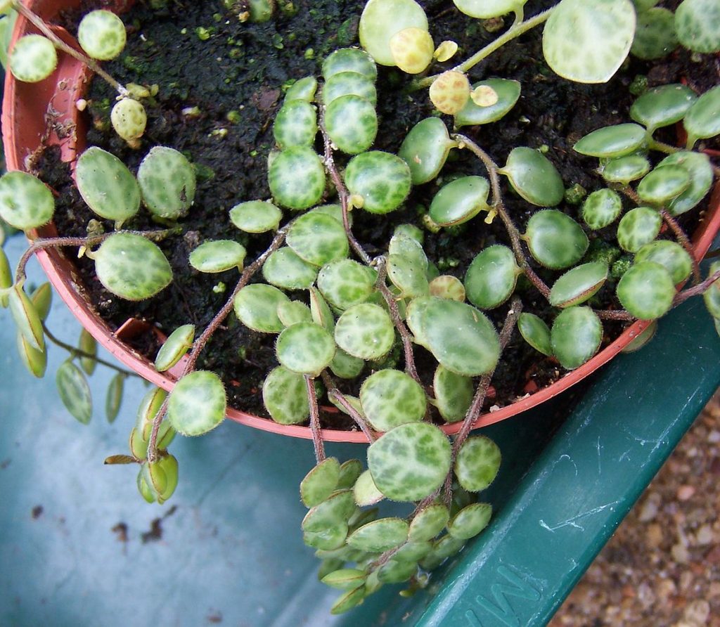 Peperomia Prostrata: Tudo Sobre Essa Suculenta