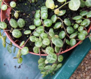 Peperomia Prostrata Tudo Sobre Essa Suculenta