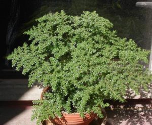 Pilea Microphylla Um Guia Completo Desta Planta