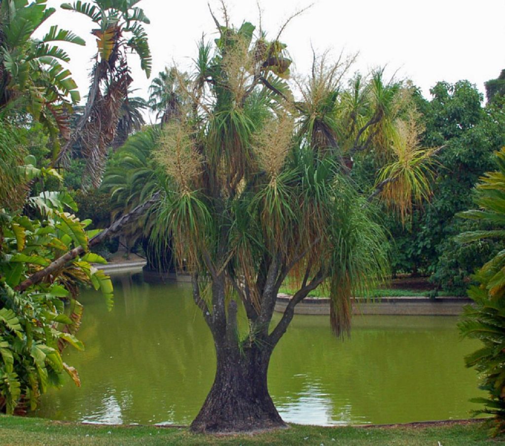 Planta Pata de Elefante Um Guia Completo