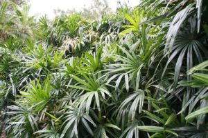 Rafia Planta Um Guia Completo Desta Palmeira