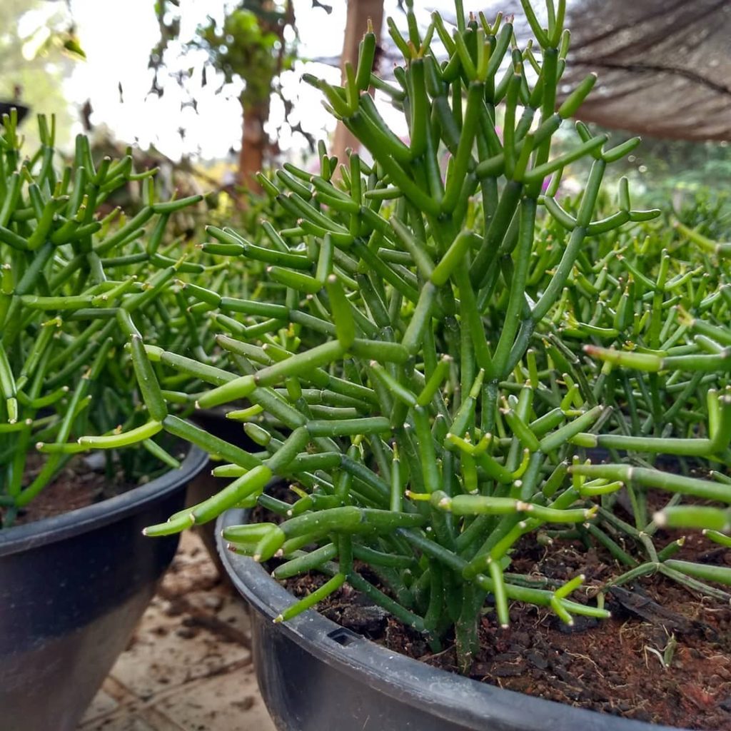 Rhipsalis Cereuscula Um Guia Desta Suculenta