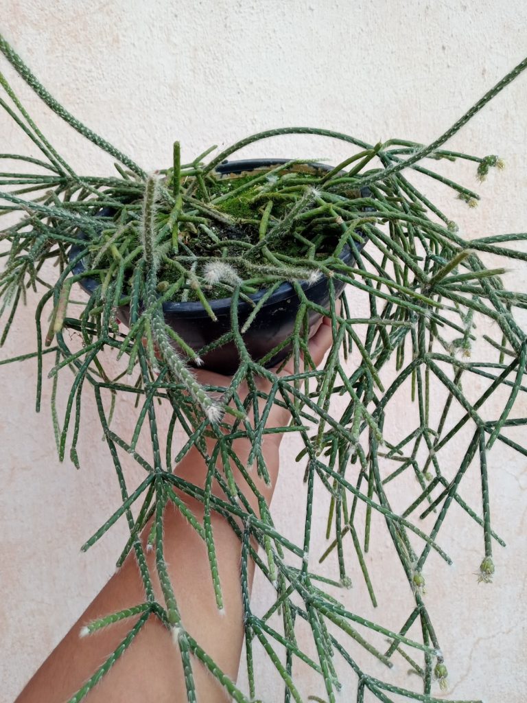 Rhipsalis Pilocarpa Saiba Tudo Sobre Esse Cacto