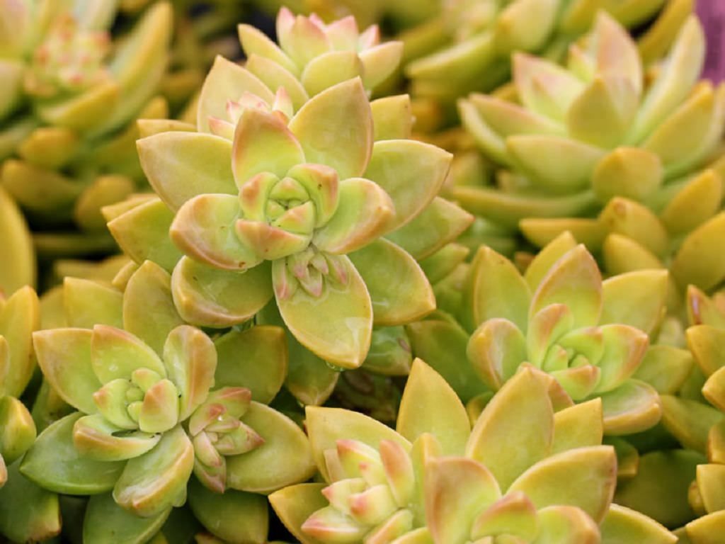 Sedum Adolphi: Um Guia Completo Desta Suculenta