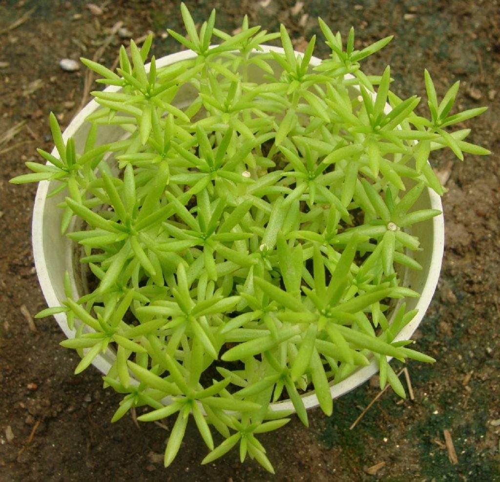 Sedum Lineare Guia Completo Desta Suculenta