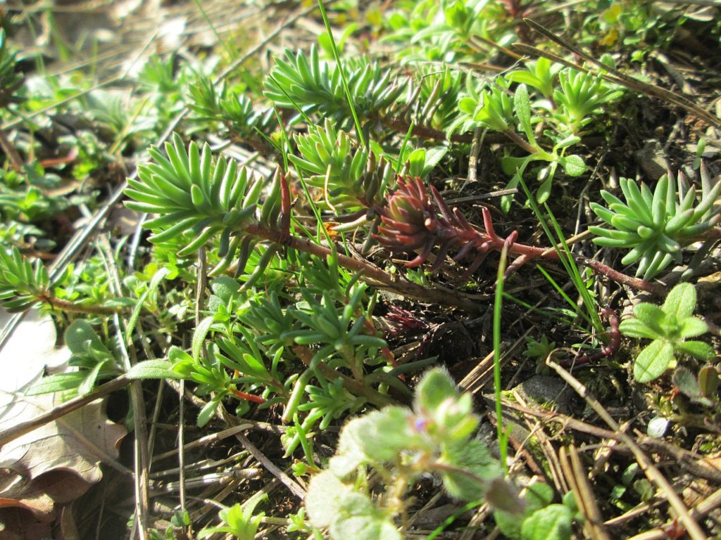 Sedum Rupestre Tudo Sobre Essa Suculenta