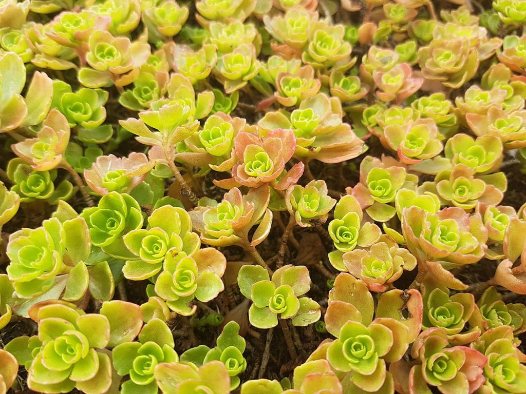 Sedum Spurium O Guia Completo Desta Suculenta