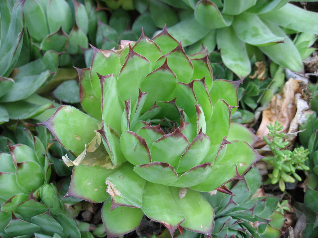 Sempervivum Tectorum Um Guia Desta Suculenta