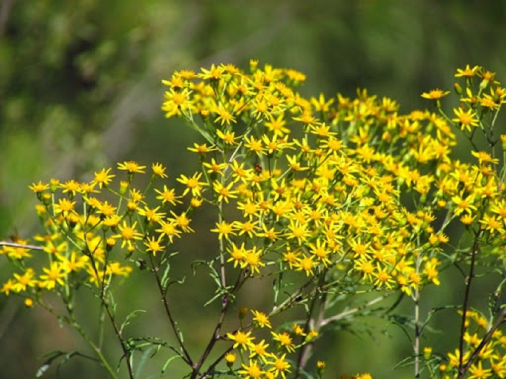 Senecio Brasiliensis: Tudo Sobre Essa Suculenta