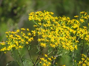 Senecio Brasiliensis Tudo Sobre Essa Suculenta