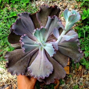 Suculenta Mauna Um Guia Completo Desta Planta