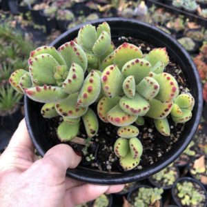 Suculenta Pata de Urso Guia Completo Para Você
