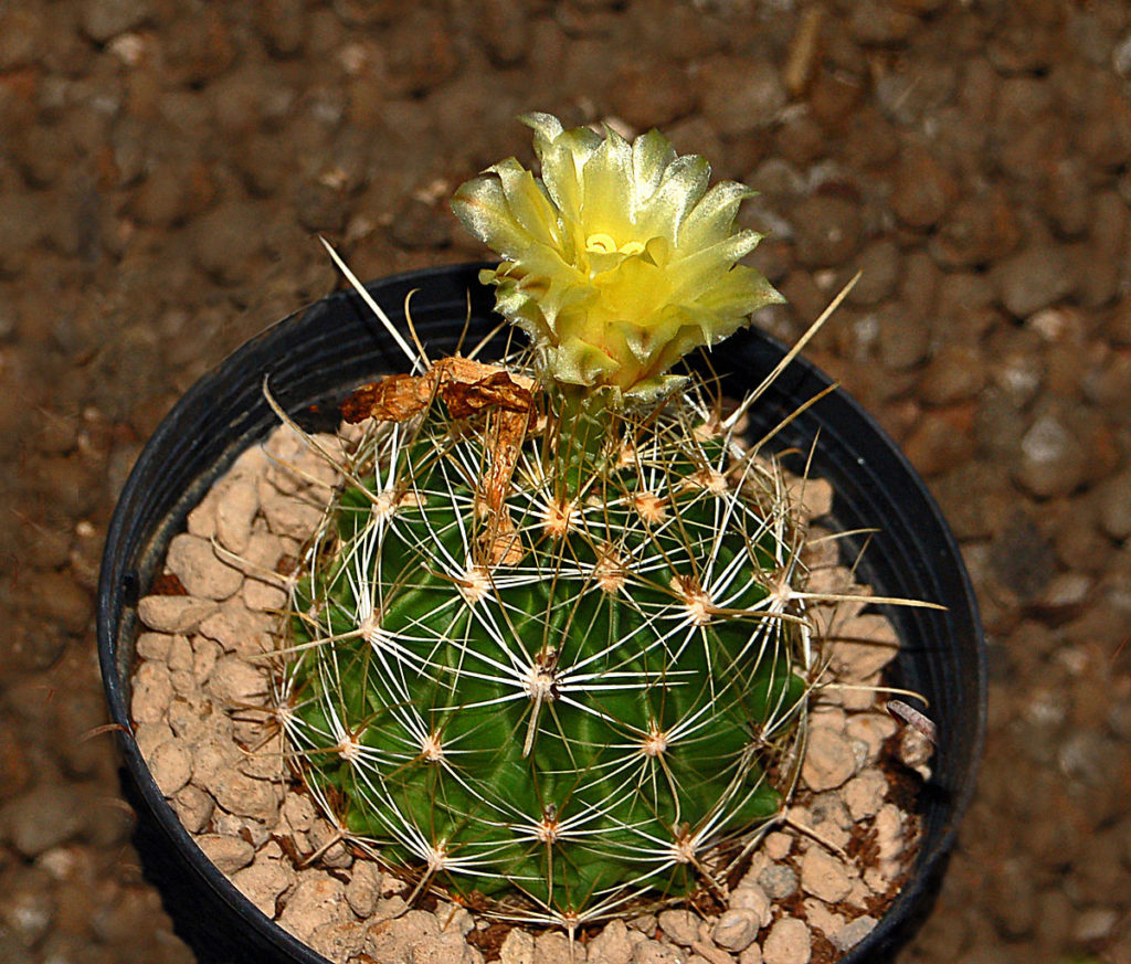 Thelocactus Setispinus Tudo Sobre Esse Cacto