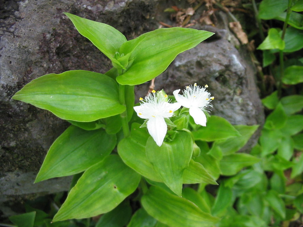 Tradescantia Fluminensis Tudo Sobre Essa Planta