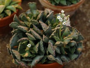 Adromischus Cristatus Um Guia Desta Suculenta
