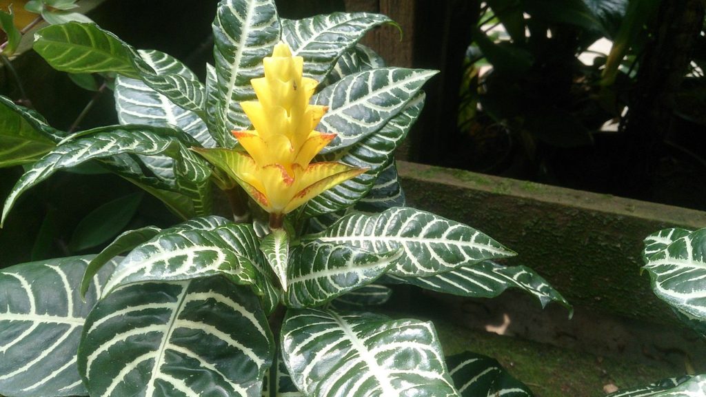 Afelandra Saiba Tudo Sobre Essa Planta