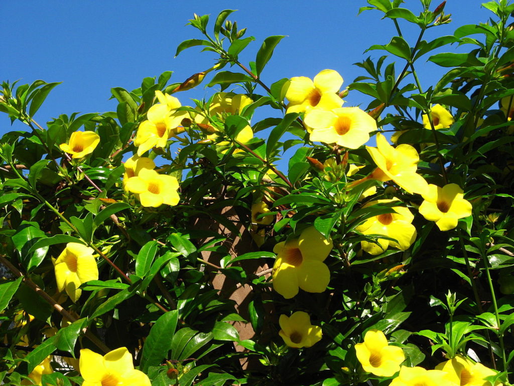 Alamanda Saiba Tudo Sobre Essa Planta