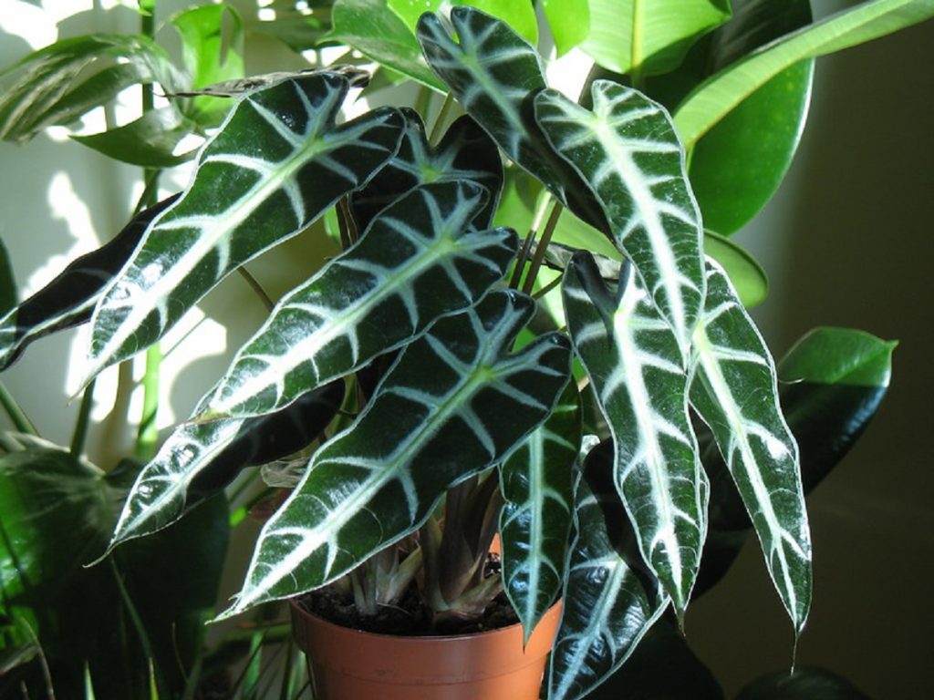 Alocasia Amazonica Guia Completo Desta Planta