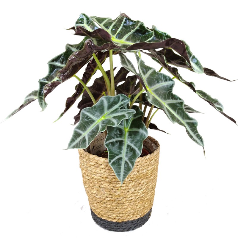 Alocasia Amazonica: Guia Completo Desta Planta Linda