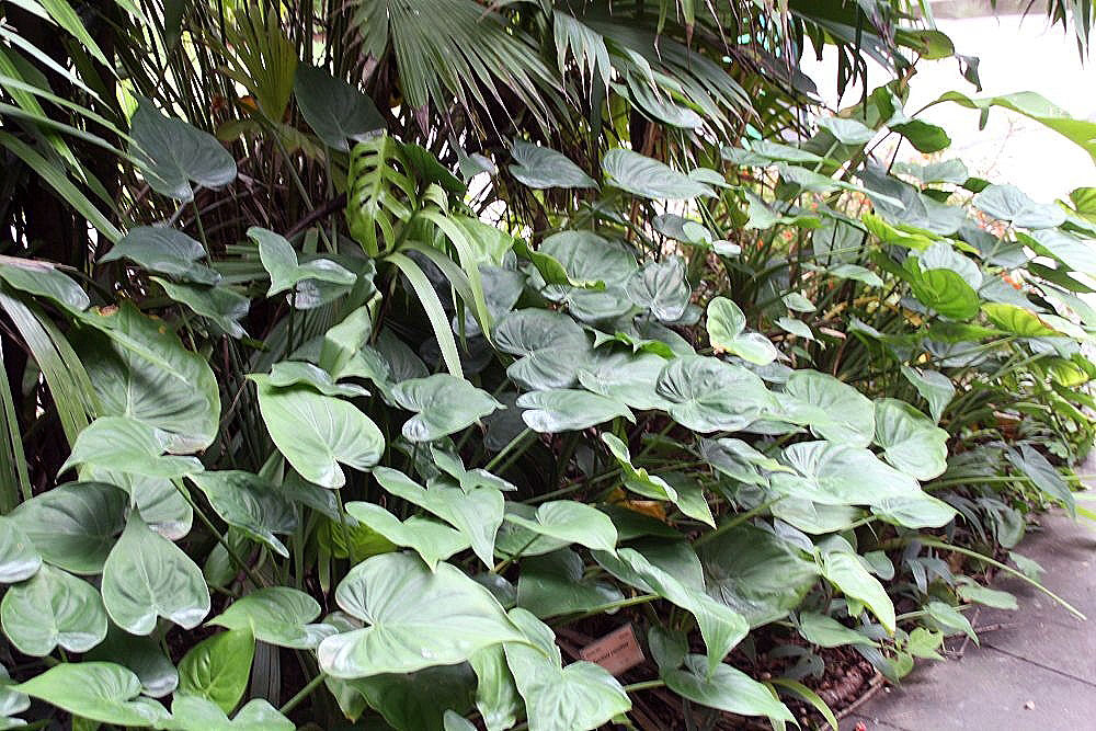 Alocasia Cucullata Tudo Sobre Essa Planta