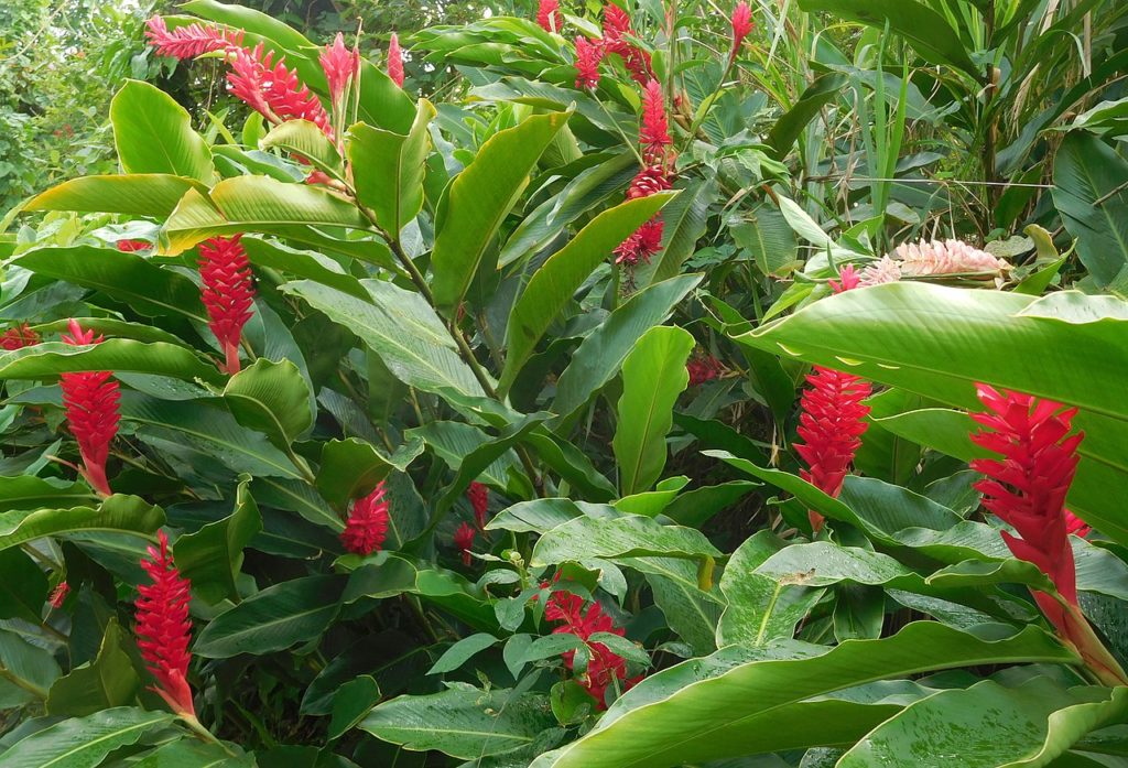 Alpinia Purpurata: Um Guia Completo Desta Planta