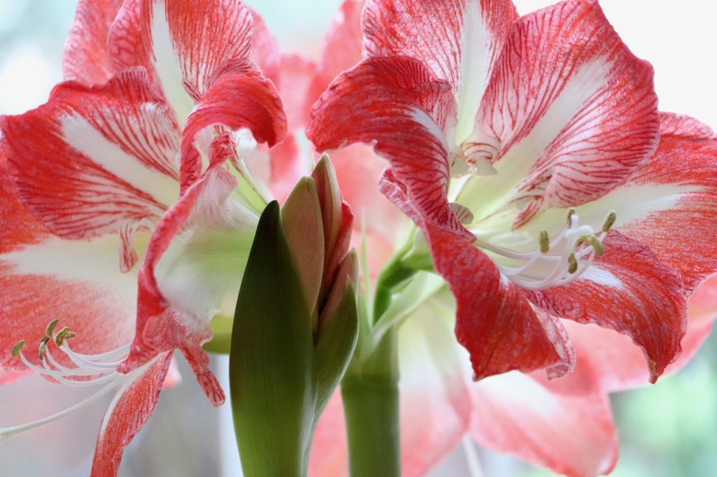 Amarilis Saiba Tudo Sobre Essa Planta Incrível