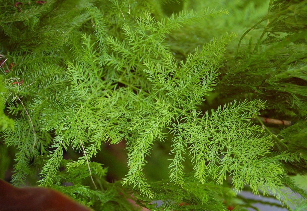 Aspargo Samambaia: Tudo Sobre Essa Planta 