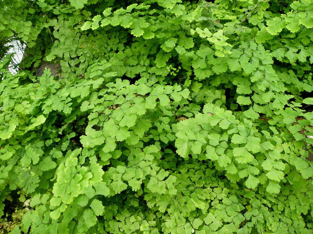 Avenca Saiba Tudo Sobre Essa Planta Incrível