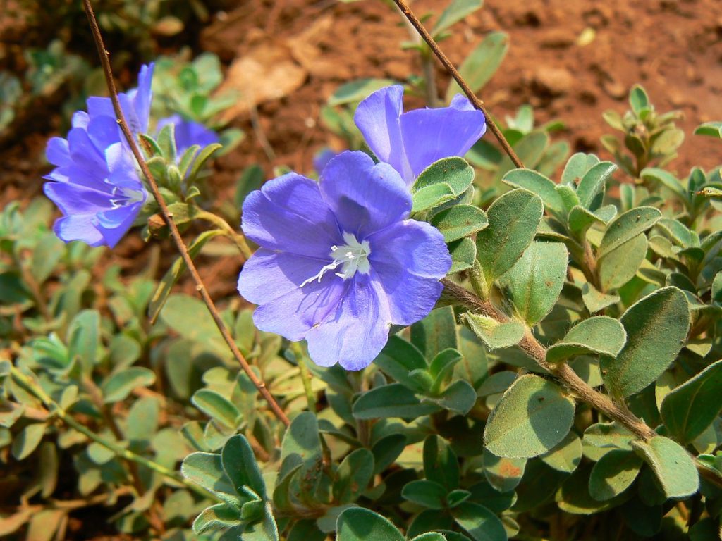 Azulzinha Saiba Tudo Sobre Essa Planta