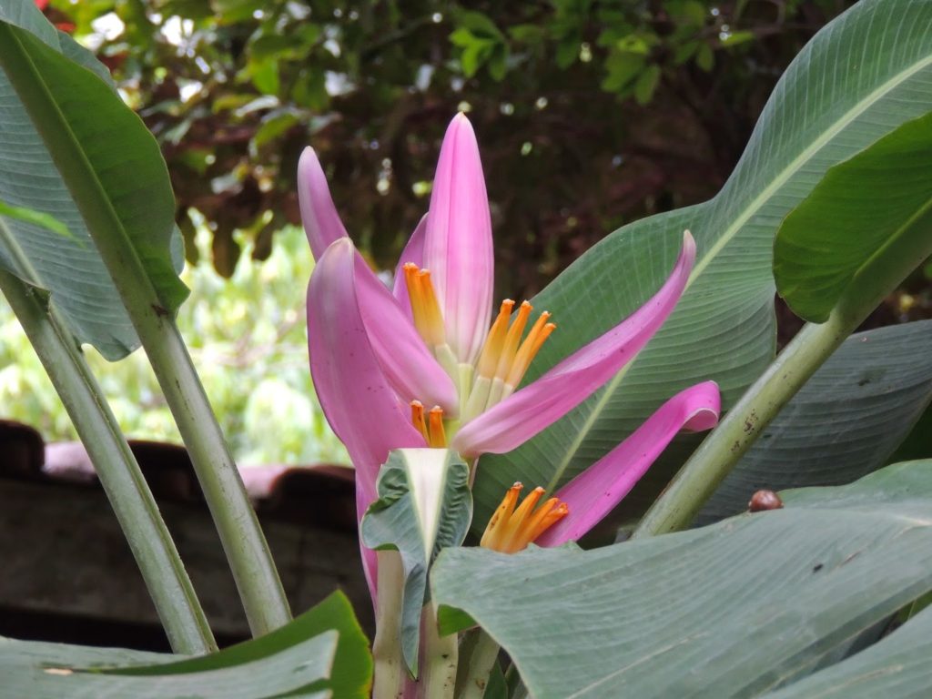 Bananeira Ornamental: Tudo Sobre Essa Planta Linda