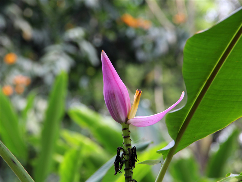 Bananeira Ornamental: Tudo Sobre Essa Planta 