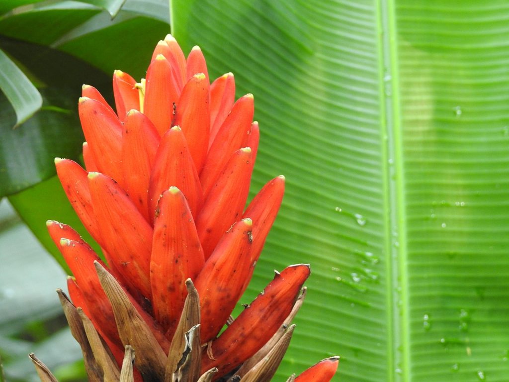 Bananeira Vermelha Guia Completo Desta Planta