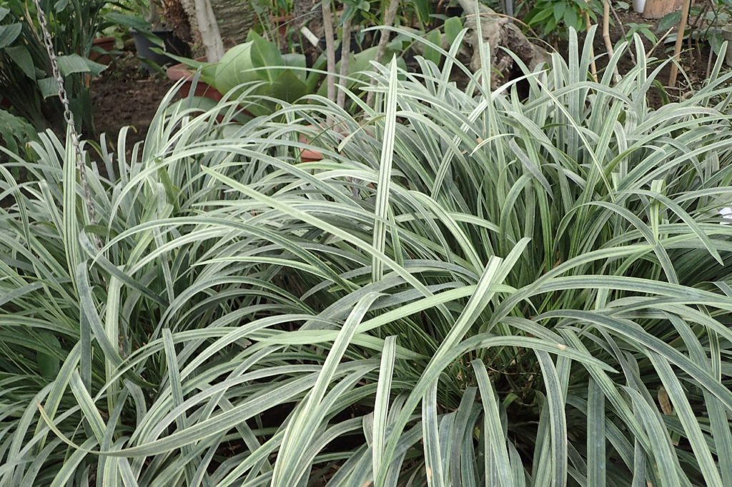 Barba de Serpente: Guia Completo Desta Planta