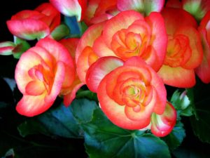 Begonia Elatior Saiba Tudo Sobre Essa Planta