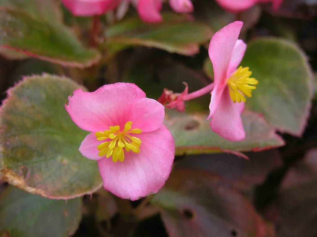 Begônia de Cera Tudo Sobre Essa Planta