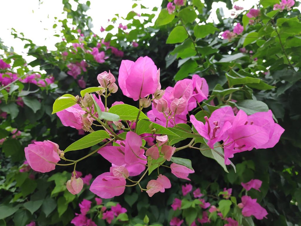 Bougainvillea Glabra Guia Completo Desta Planta