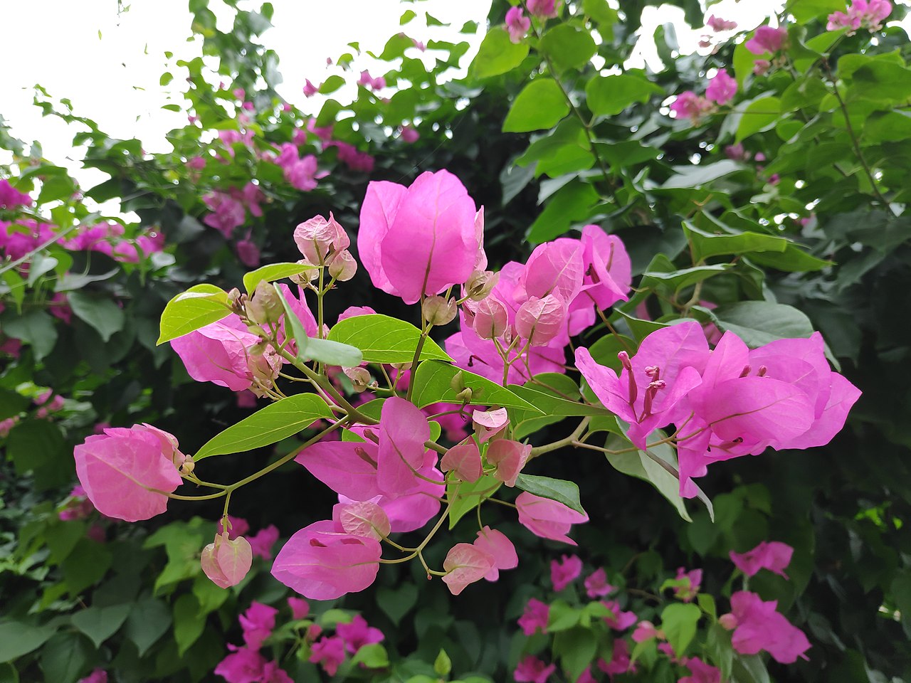 Bougainvillea Glabra Guia Completo Desta Planta