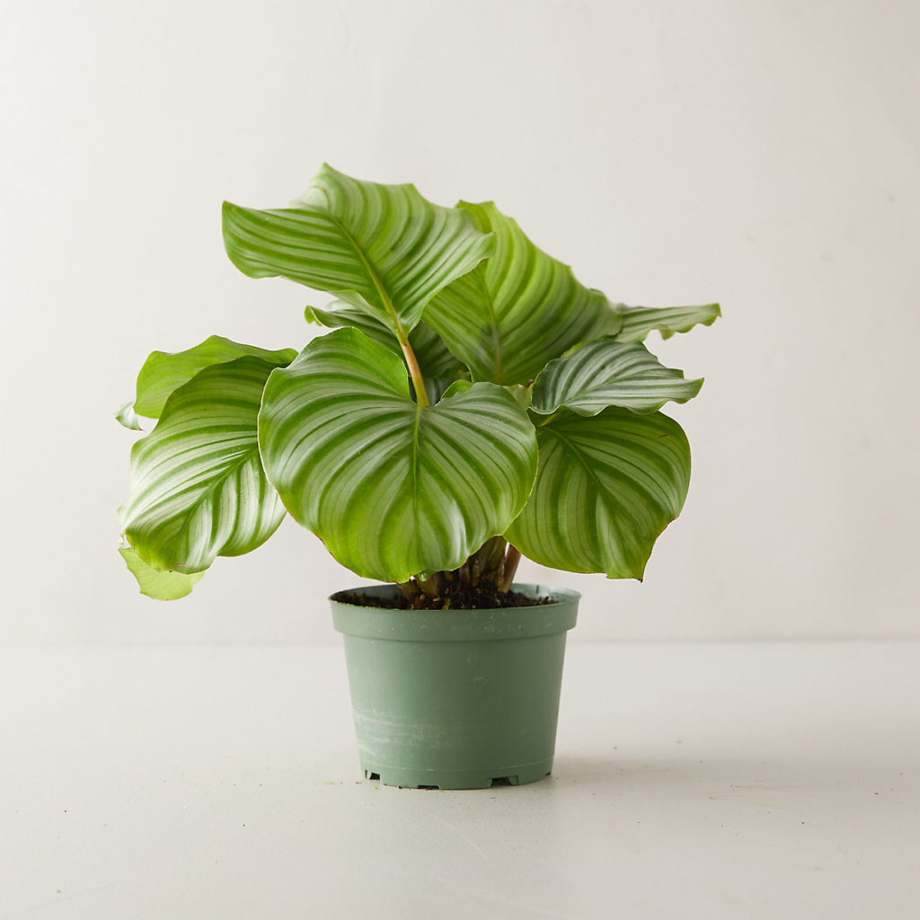 Calathea Orbifolia Um Guia Completo Desta Planta