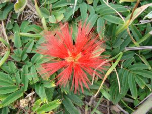 Caliandra Saiba Tudo Sobre Essa Planta