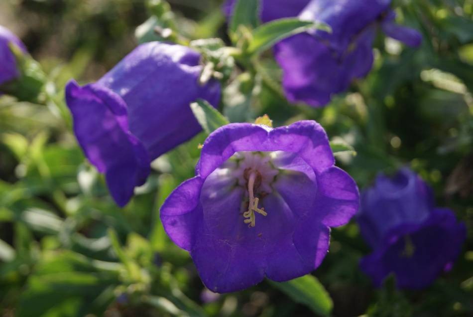 Campanula Um Guia Completo Desta Planta