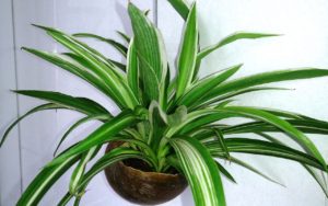 Clorofito Um Guia Completo Sobre Essa Planta