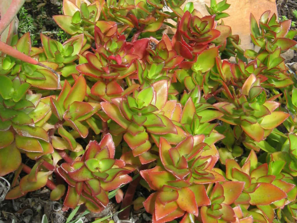 Crassula Sarmentosa Um Guia Desta Suculenta