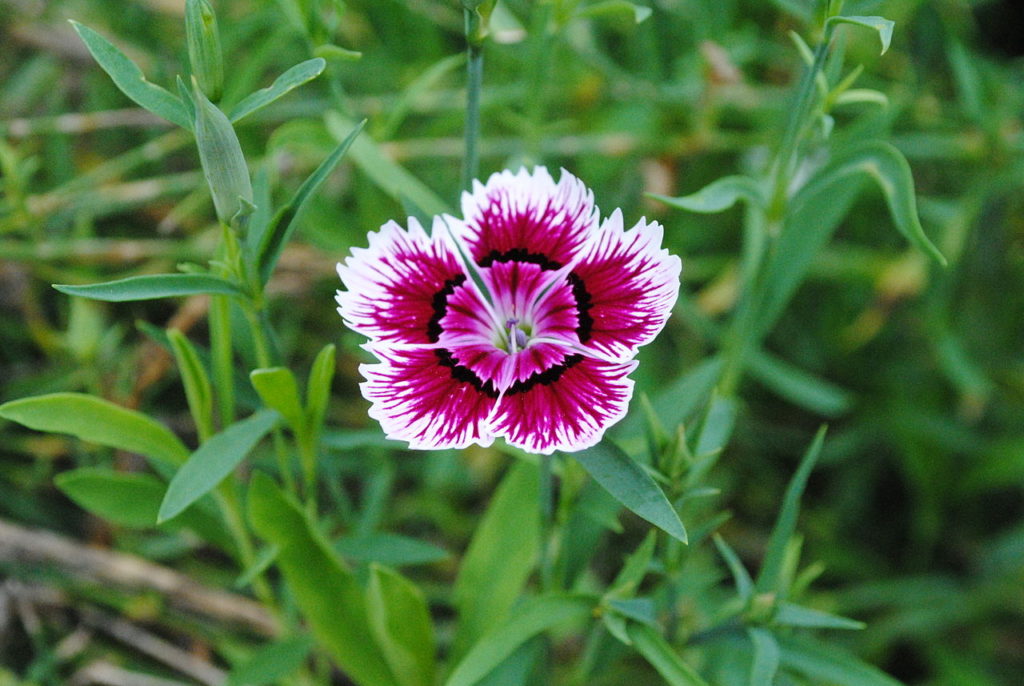 Cravina Um Guia Completo Desta Planta