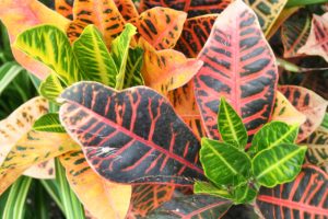 Cróton Saiba Tudo Sobre Essa Planta