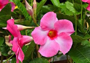 Dipladenia Um Guia Completo Sobre Essa Planta